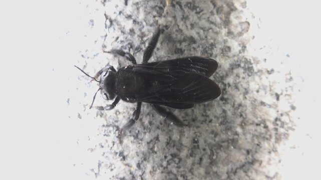 The wild bee is jet black in color, hymenopterous, Anthophila. like Andrena. Not a carpenter bee or a scolia. Vietnam, South Sea coast