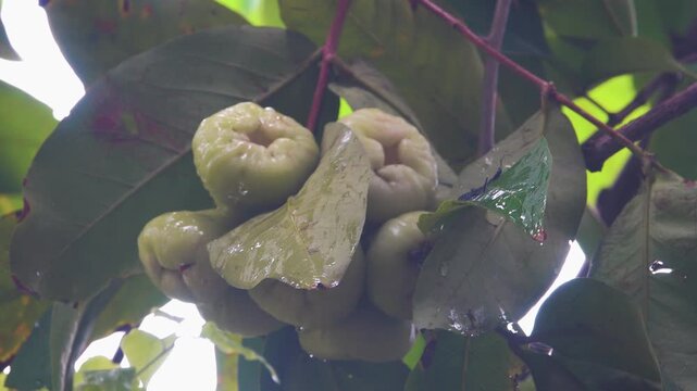 Javanese Apple (Syzygium samarangense) white margin exotic tree, edible fruits. Vietnam