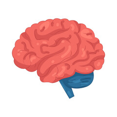 Illustration of Human Brain Anatomy