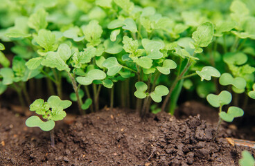 Growing green microgreens. Green mustard shoots in close-up in the garden, top view.