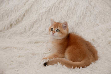 a cute red kitten of the Golden British Chinchilla breed is sitting on a fur blanket and looking at the camera