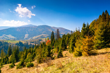 landscape with coniferous forest behind the meadow in autumn. sunny day. nature background with blue sky and borzhava ridge of ukraine. transcarpathia alpine woodland