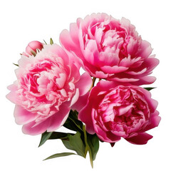 Beautiful pink peonies isolated on a white background