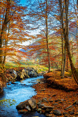 mountain river in autumn forest. carpathian nature scenery in fall season. rocks in the water that flows through primeval beech woods on a sunny day