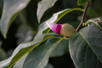 a beautiful magnolia bud in September