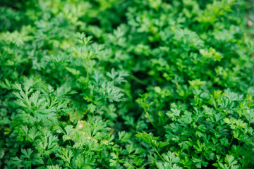 Green parsley leaves close-up. Natural background and texture.