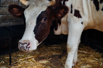 There is a young cow in the barn.A red-brown cow. Animal husbandry, agricultural industry.