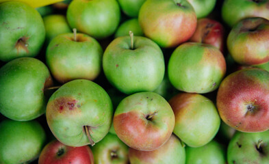 Ripe green apples, harvested in autumn. An orchard.