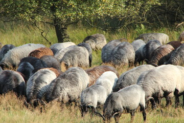 Heidschnucken - tierische Landschaftspfleger in der Lüneburger Heide