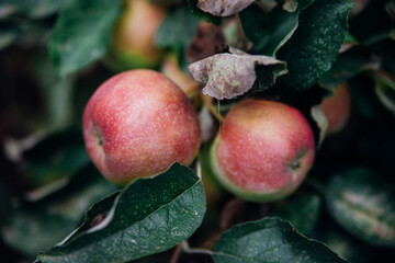 Green apples with pink sides on a tree in the garden are hanging from a branch. An orchard.