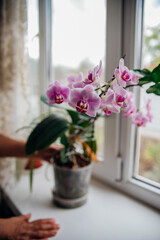 Pink flower and leaves of the phalaenopsis orchid in a flower pot on the windowsill in the house. Care of a houseplant.
