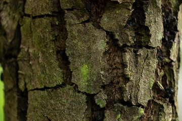 Macro close-up of the rough, cracked, and mossy texture of a tree bark in the forest, creating a detailed natural background