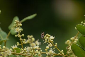 A macro shot of a fly resting on a small white flower, with a beautiful blurred green nature bokeh background, showing wildlife detail.