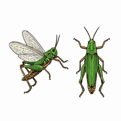Green Grasshopper Insect Illustration Set with Side and Top Views