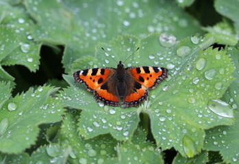 Kleiner Fuchs - Small tortoiseshell