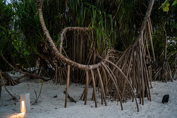 Screw pine trees (Pandanus tectorius) with prominent aerial stilt roots growing in white coastal sand on a tropical island in the Maldives, surrounded by dense foliage and minimal outdoor lighting.