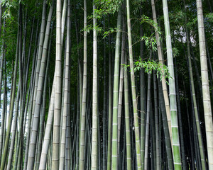 Fototapeta premium Close-up view of tall bamboo trunks in dense forest, natural vertical background or eco texture