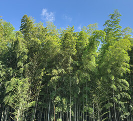 Fototapeta premium Dense green bamboo forest under clear blue sky on a sunny day, natural background or eco concept