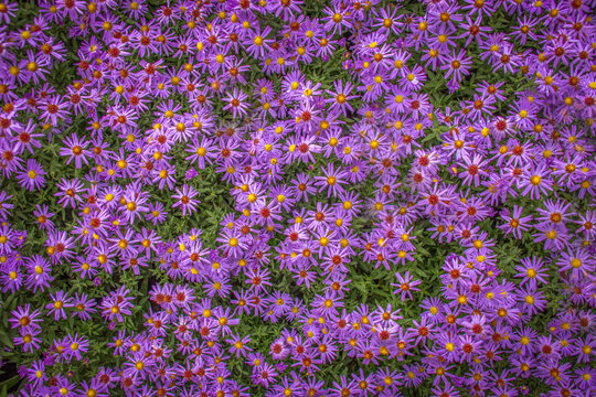 Vibrant field of purple aster flower heads full bloom covering entire frame texture with copy space