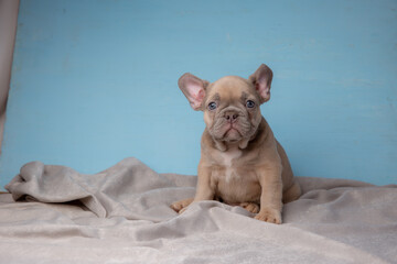 cute French Bulldog puppy on a blue background