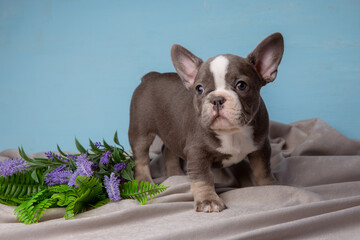 cute French Bulldog puppy on a blue background