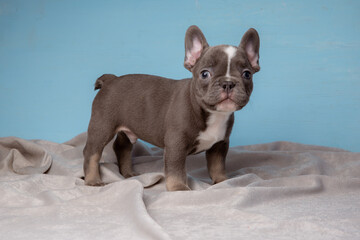 cute French Bulldog puppy on a blue background