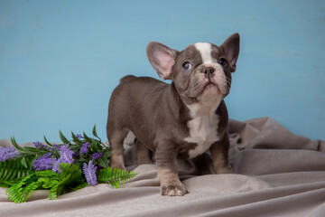 cute French Bulldog puppy on a blue background