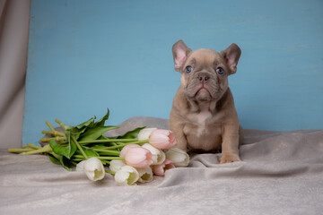 cute French bulldog puppy with a bouquet of tulips on a blue background