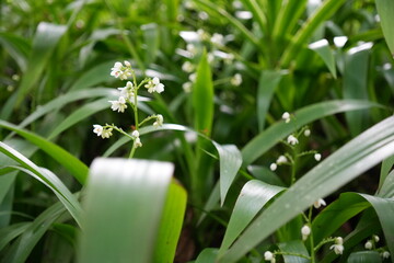 Naklejka premium White Delicate Flowers on Green Leaves in a Lush Garden Scene Close-Up