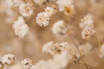 Delicate dried gypsophila macro photo. Beige floral composition for minimalistic design, romantic greeting cards, rustic decoration, and organic lifestyle concepts.