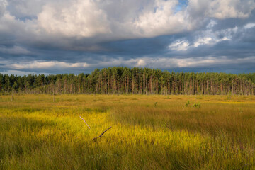 Fototapeta premium Walking route through the Sestroretskoye Boloto (Sestroretsk swamp) State Nature Reserve on a sunny summer day, Russia, Saint Petersburg, Kurortny District, Beloostrov