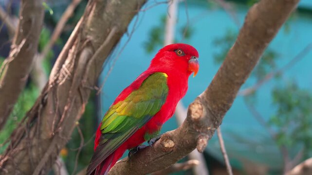 Close up shot of a vibrant red Chattering Lory (lorius garrulus) perched on tree branch and staring afar.