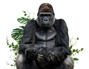  Majestic Silverback Gorilla Amidst Tropical Jungle Leaves Isolated on Transparent Background