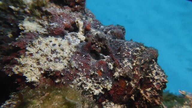A close-up of a perfectly camouflaged stonefish in Mauritius, blending seamlessly with the surrounding reef. Concept of natural camouflage and the hidden dangers of the ocean.