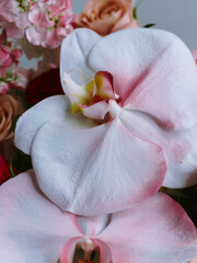 pink orchid flower