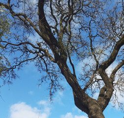 background of tree with curly branches against blue sky. Copy space 