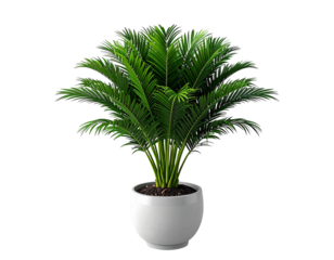 Modern Decorative Sago Palm in Minimalist Pot PNG Transparent Background