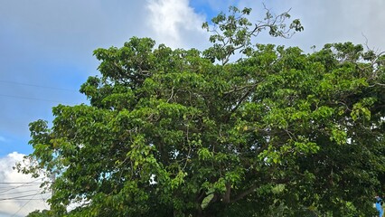 Leafy fresh tree with incredible sky view