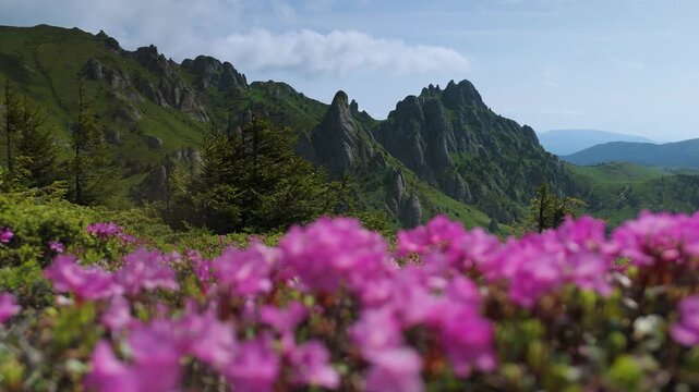 Vibrant out of focus rhododendron flowers in full bloom framing the dramatic rock formations of Tigaile Mari in Ciucas Mountains, Romania, on a bright summer day in June