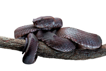 Trimeresurus puniceus snake closeup on branch, Trimeresurus puniceus closeup with isolated background