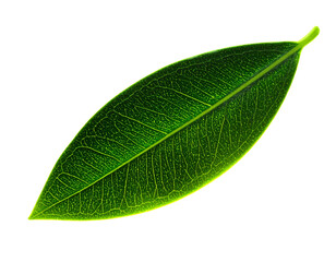 Obraz premium Fantasy Olive Leaf with Glowing Edges and Misty Aura PNG
