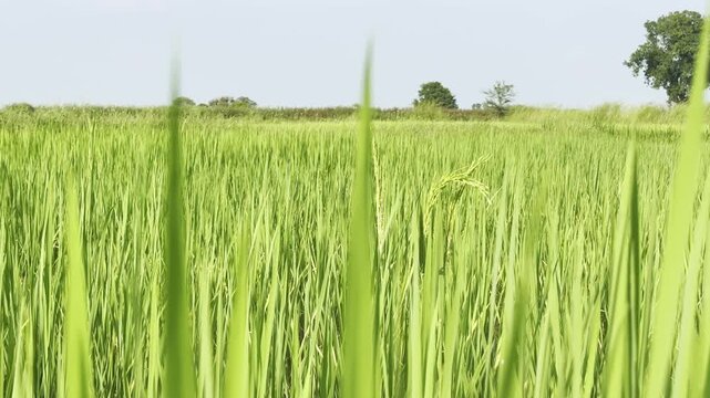 Detailed close-up of lush green paddy (Oryza sativa) plants growing in an agricultural field under clear daylight.