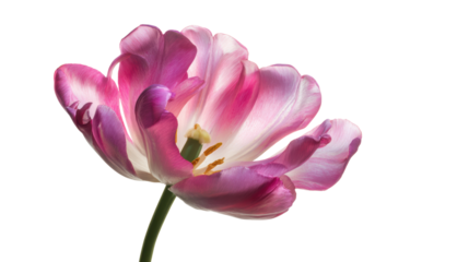 Beautiful pink tulip flower with delicate petals, isolated on a white background.