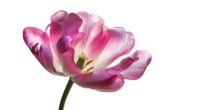 Beautiful pink tulip flower with delicate petals, isolated on a white background.