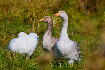 portrait of a goose near a lake in the grass