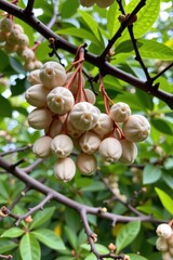 Dense, silken egg masses of gypsy moths cling to the branches of lush green trees, a stark contrast against the vibrant foliage, spring, nest