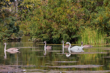portrait of young swans on a lake on a sunny day