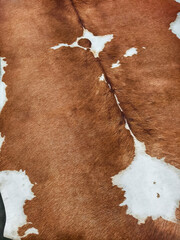 Detailed view of a brown and white cowhide showcasing natural patterns and textures in a warm light