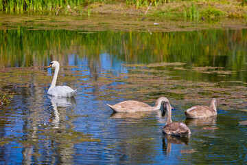 portrait of young swans on a lake on a sunny day
