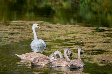 portrait of young swans on a lake on a sunny day